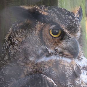 Great horned owl
