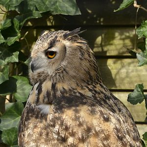 Bubo bubo turcomanus