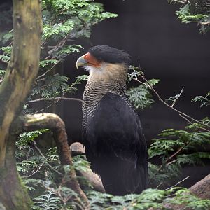 Caracara plancus