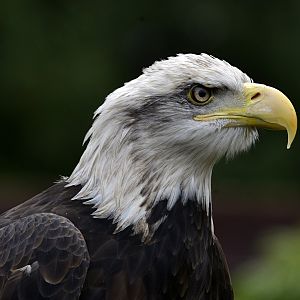 Haliaeetus leucocephalus