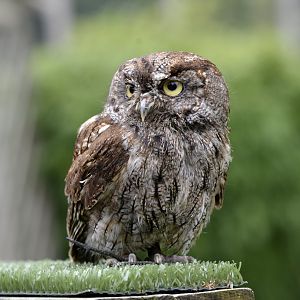 Megascops kennicottii