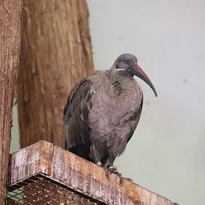 Birds World - Hadada Ibis