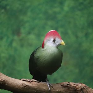 Birds World - (??)Turaco