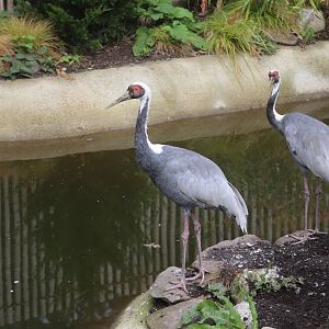 Birds World - White-Naped Crane