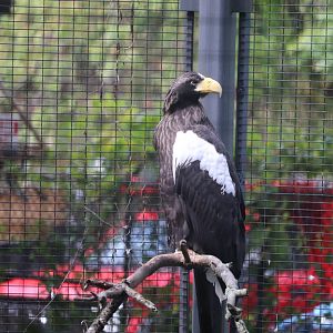 Birds World - Steller's Sea Eagle