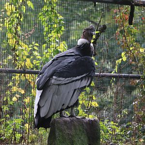 Birds World - Andean Condor