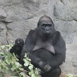 Tropical Forest - Western Lowland Gorilla