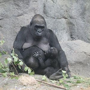 Tropical Forest - Western Lowland Gorilla