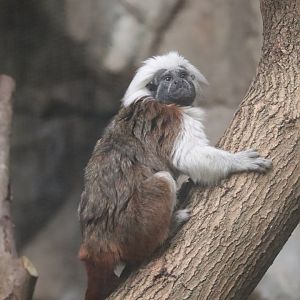 Tropical Forest - Cotton-Top Tamarin