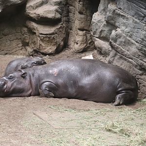 Tropical Forest - Pygmy Hippopotamus
