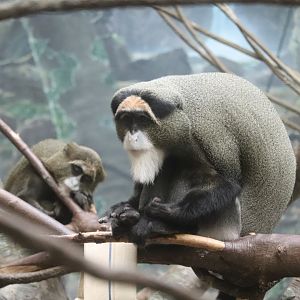 Tropical Forest - De Brazza's Monkey