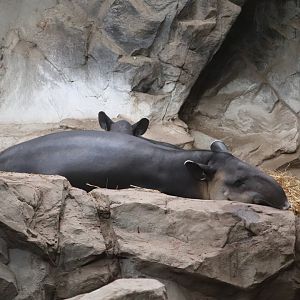 Tropical Forest - Baird's Tapir