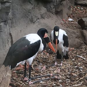 Tropical Forest - Saddle-Billed Stork