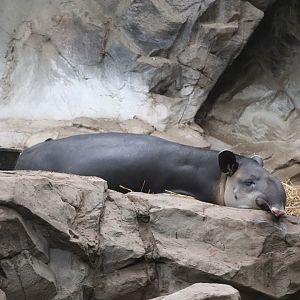 Tropical Forest - Baird's Tapir