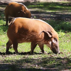 Kalahari Kingdom - Red River Hog