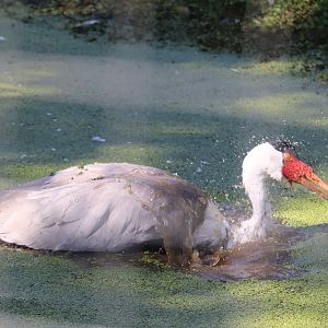 Serengeti Crossing - Wattled Crane