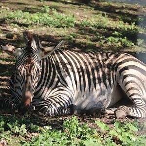 Serengeti Crossing - Hartmann's Mountain Zebra