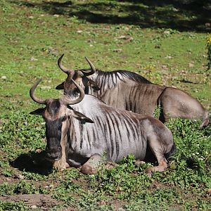 Serengeti Crossing - White-Bearded Wildebeast