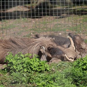 Serengeti Crossing - Warthog