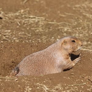 Children's Zoo - Black-Tailed Prairie Dog