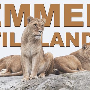 Lions at EMMEN WILDLANDS