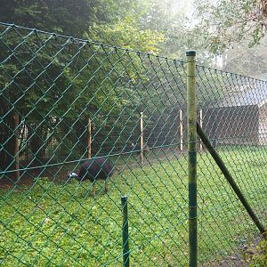 Double-wattled cassowary exhibit, with new dividing fence, 2021-10-10
