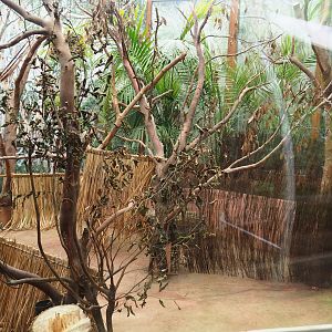 Empty exhibit in the koala house, with straw/branch mats and wooden shelter, 2021-10-10