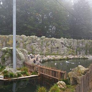 Humboldt penguin colony cordoned off in part of their exhibit, 2021-10-10