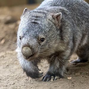 Common Wombat - Albert / Hamerton / 7-10-21