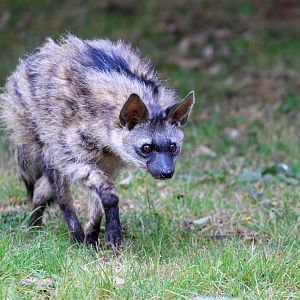 Southern Aardwolf - Bert / Hamerton / 7-10-21