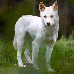 Dingo  / Hamerton / 7-10-21