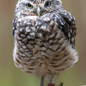 Burrowing Owl / Hamerton / 7-10-21