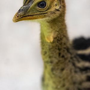 Cassowary chick  / Hamerton / 7-10-21