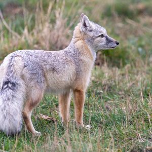 Corsac Fox - winter coat / Hamerton / 7-10-21