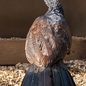 Greater Currasow (F) / Hamerton / 7-10-21