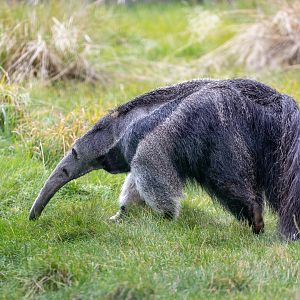 Giant Anteater - Hula / Hamerton / 7-10-21