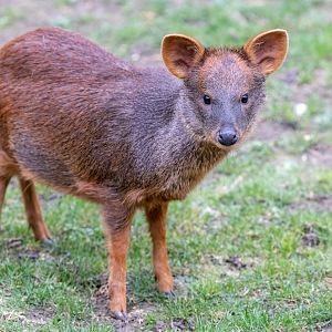 Pudú - fawn / Hamerton / 7-10-21