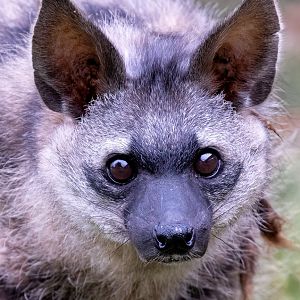 Southern Aardwolf - Bert  / Hamerton / 7-10-21