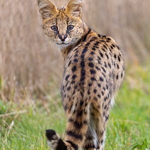 Serval / Hamerton / 7-10-21