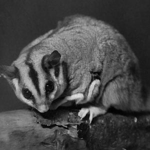 Squirrel Glider / Hamerton / 7-10-21