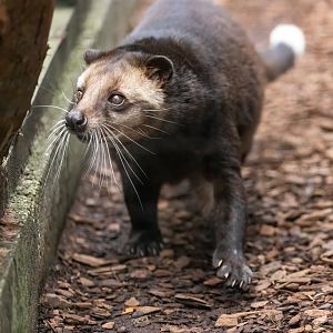 Sumatran White-bearded Civet / Hamerton / 7-10-21