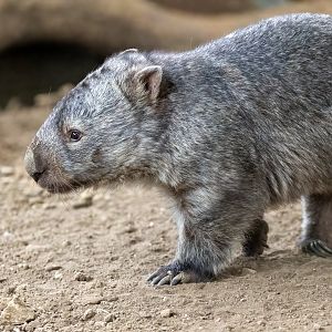 Common Wombat - Albert  / Hamerton / 7-10-21