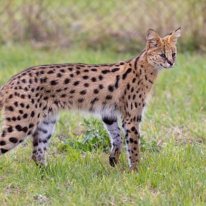 Serval  / Hamerton / 7-10-21