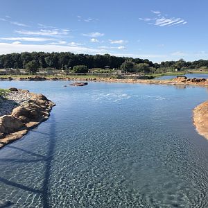 California Sea Lion Enclosure at Yorkshire Wildlife Park (October 2021)