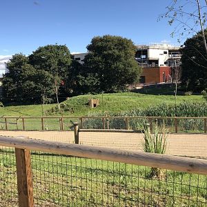 Bush Dog Enclosure at Yorkshire Wildlife Park (October 2021)