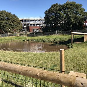Lowland Tapir Enclosure at Yorkshire Wildlife Park (October 2021)