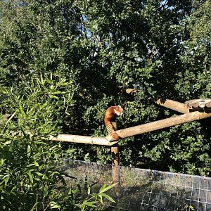 Red Panda Enclosure at Yorkshire Wildlife Park (October 2021)