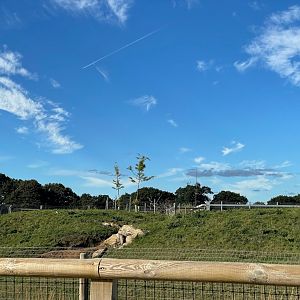 Spotted Hyena Enclosure at Yorkshire Wildlife Park (October 2021)