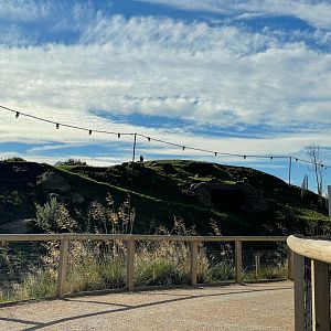 Gelada Enclosure at Yorkshire Wildlife Park (October 2021)