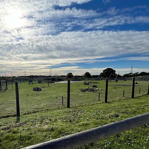 Polar Bear Enclosure at Yorkshire Wildlife Park (October 2021)